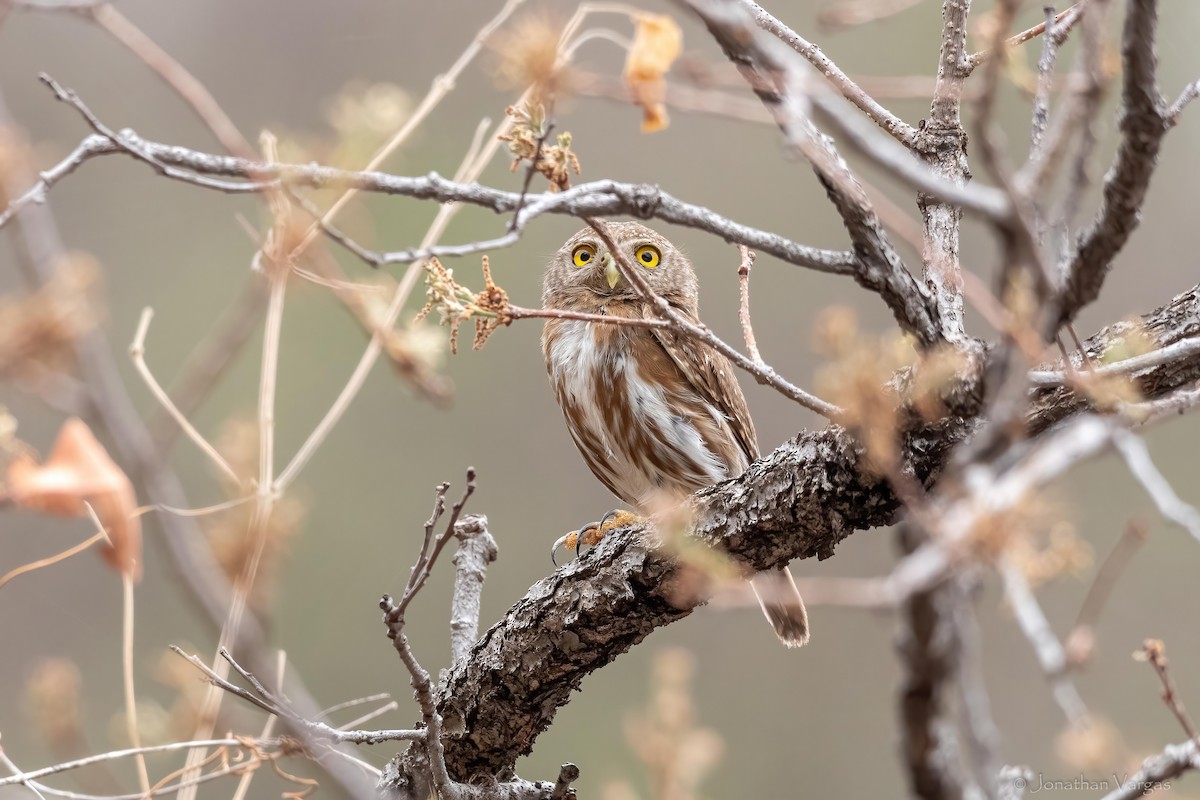 Colima Pygmy-Owl - ML637366028