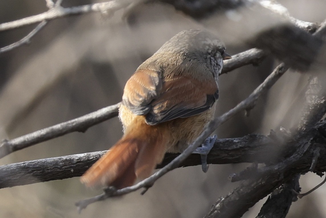 Necklaced Spinetail - ML637366105