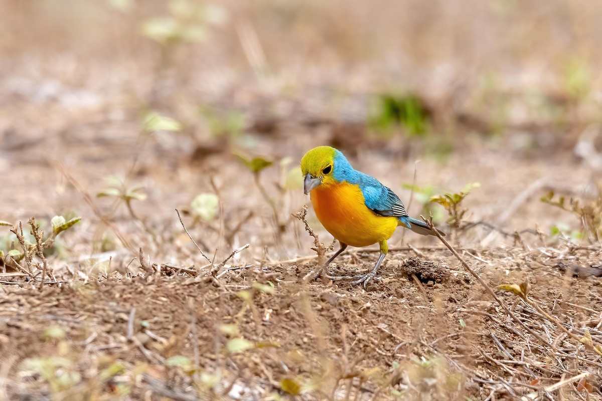 Orange-breasted Bunting - ML637366135