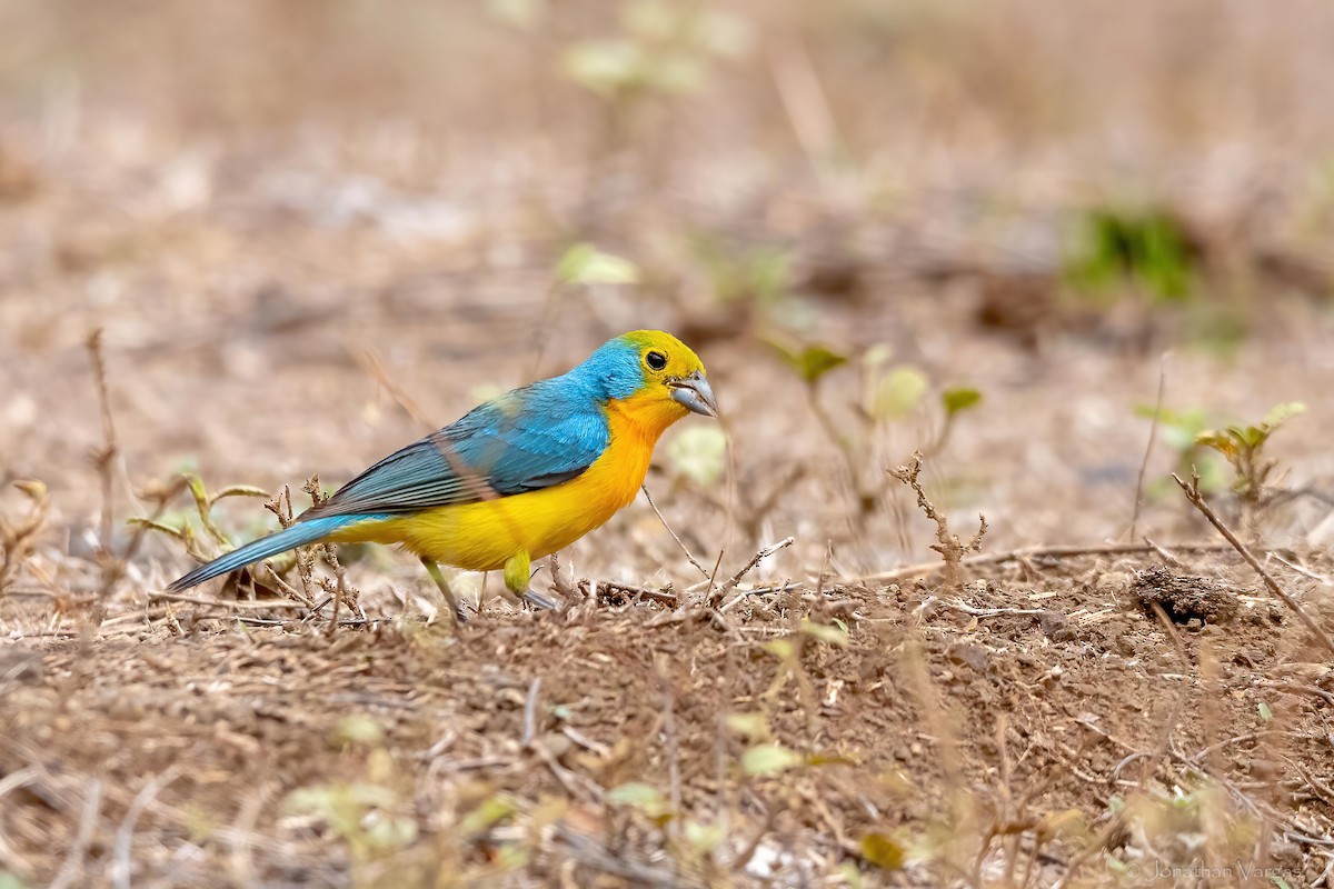Orange-breasted Bunting - ML637366136
