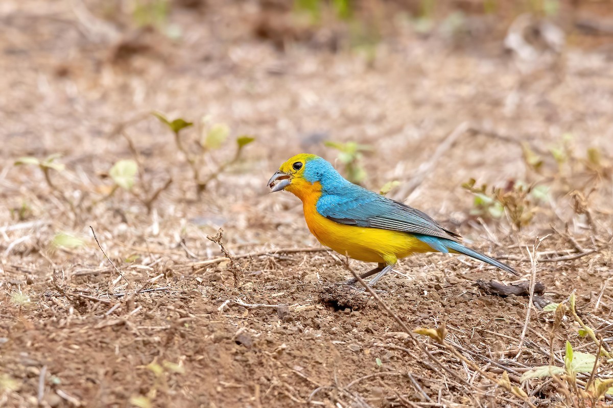 Orange-breasted Bunting - ML637366138