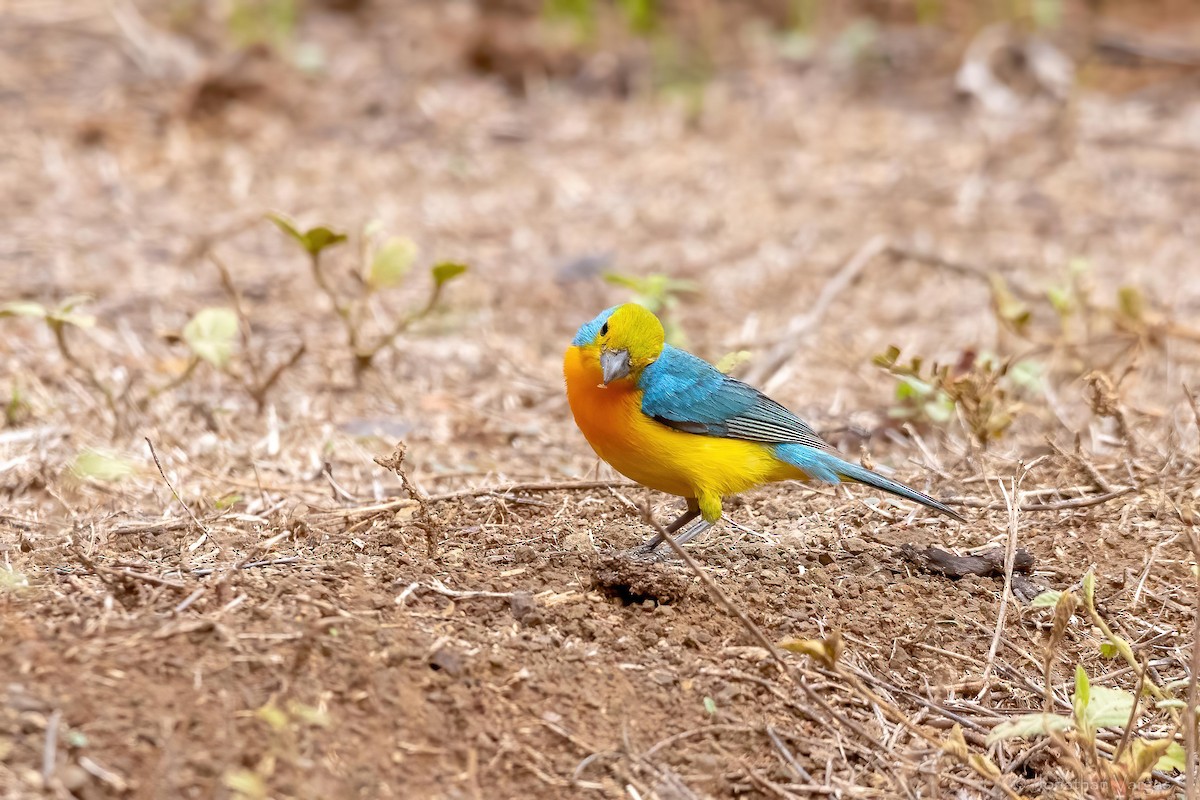 Orange-breasted Bunting - ML637366140