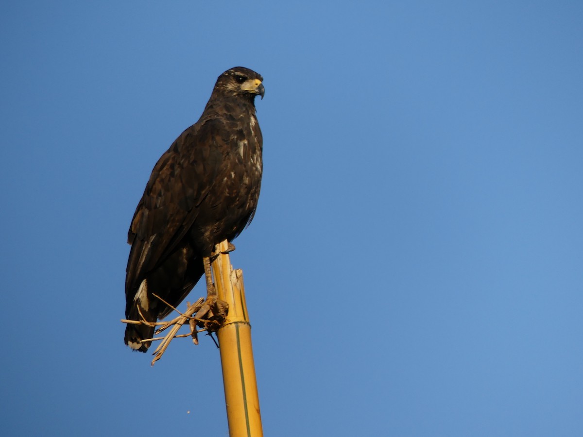 Great Black Hawk - ML637366143