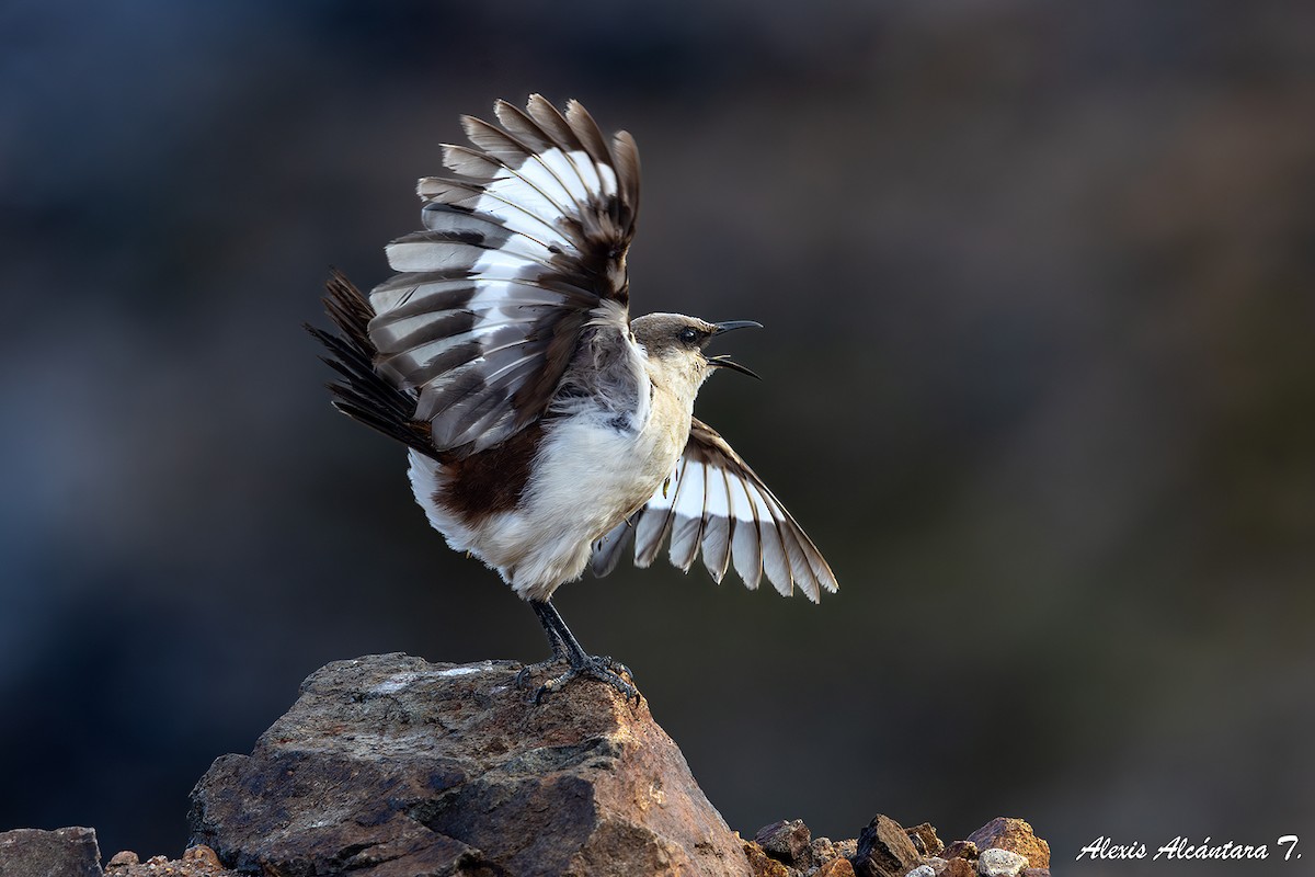 White-bellied Cinclodes - ML637366144