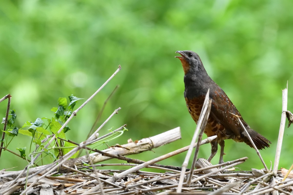 Taiwan Bamboo-Partridge - ML637366168