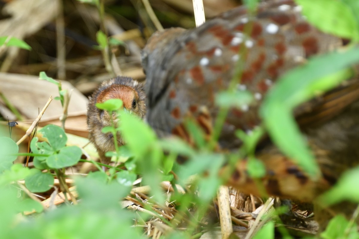 Taiwan Bamboo-Partridge - ML637366169