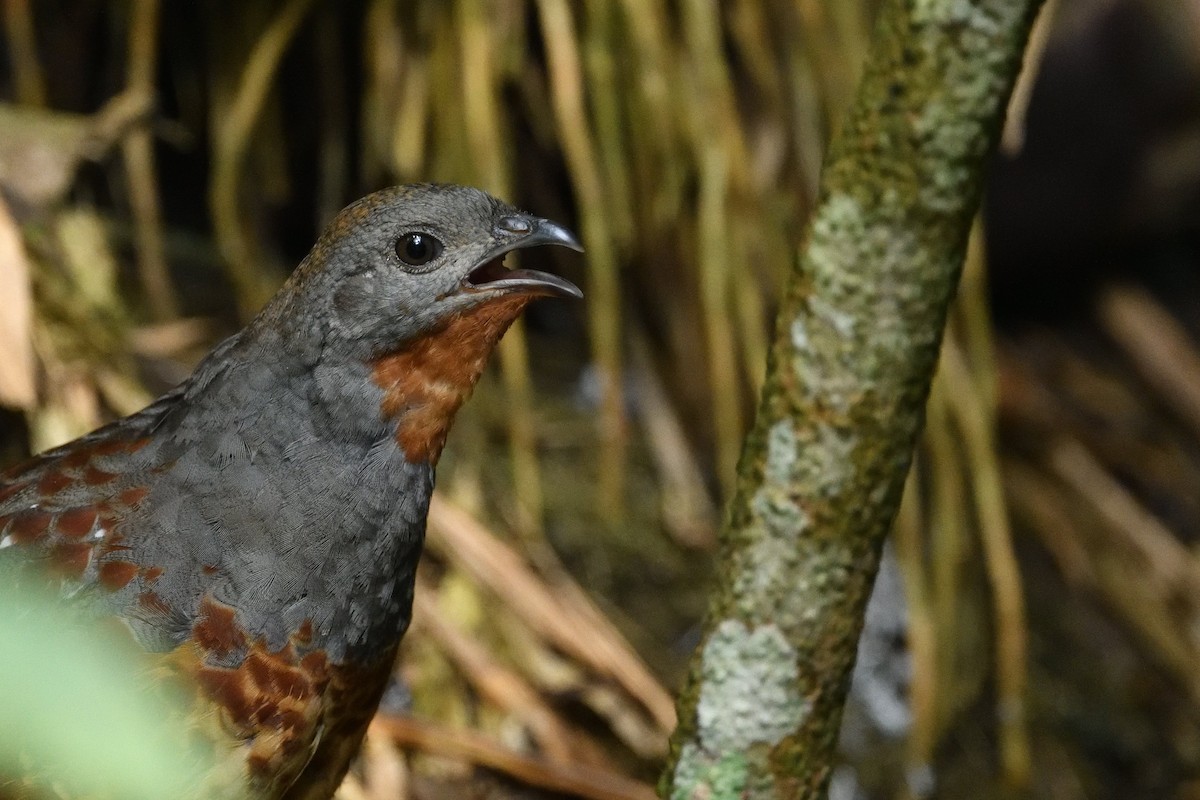 Taiwan Bamboo-Partridge - ML637366170