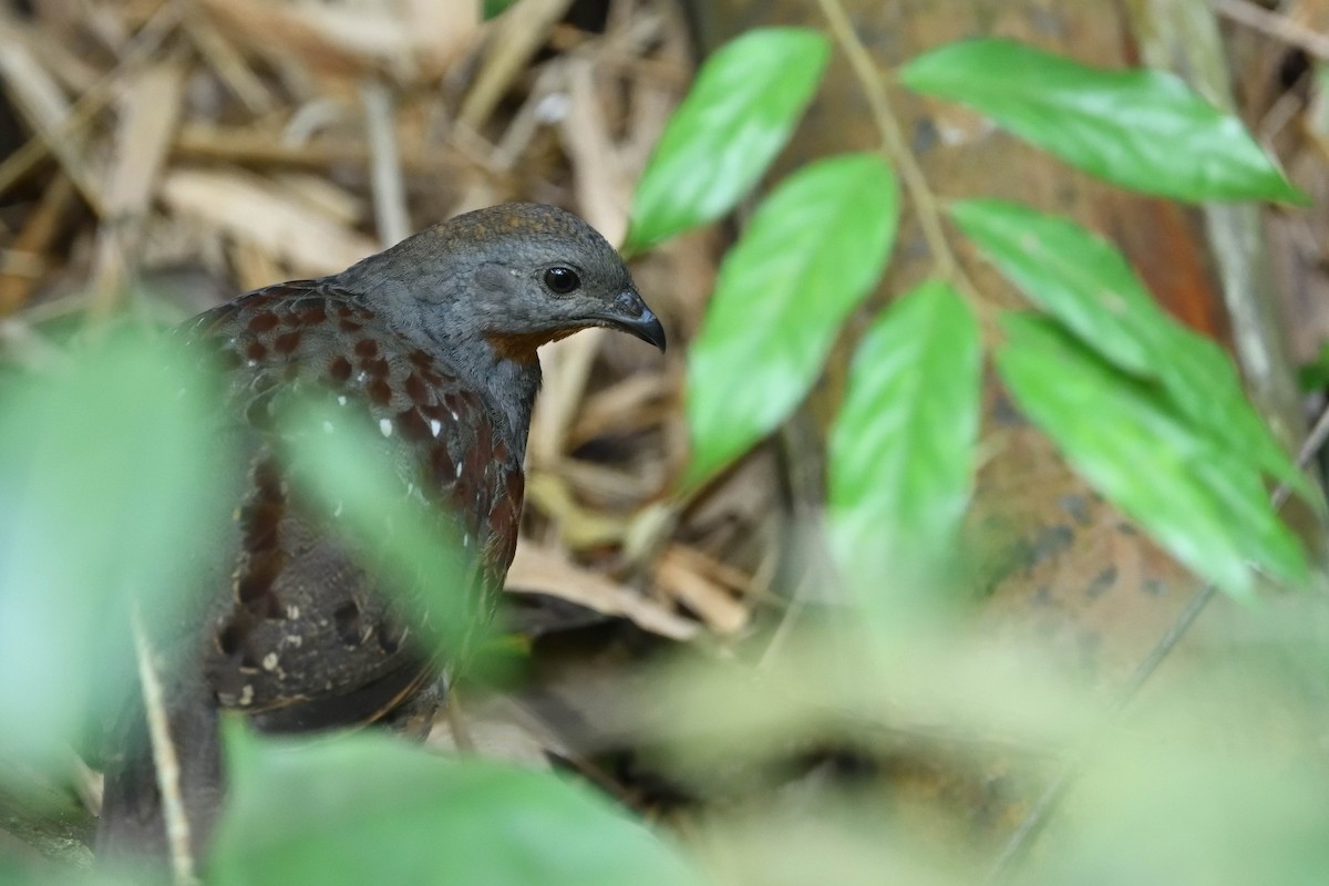 Taiwan Bamboo-Partridge - ML637366171