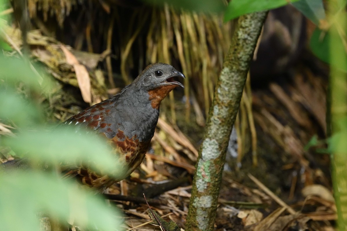 Taiwan Bamboo-Partridge - ML637366172