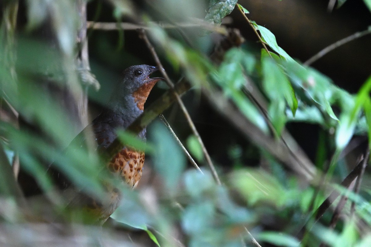 Taiwan Bamboo-Partridge - ML637366173
