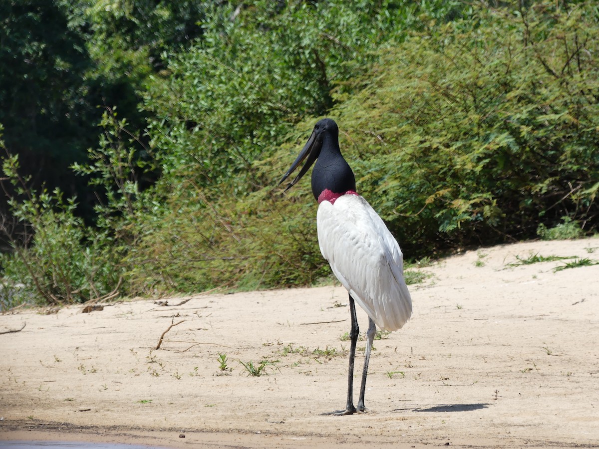 Jabiru - ML637366231