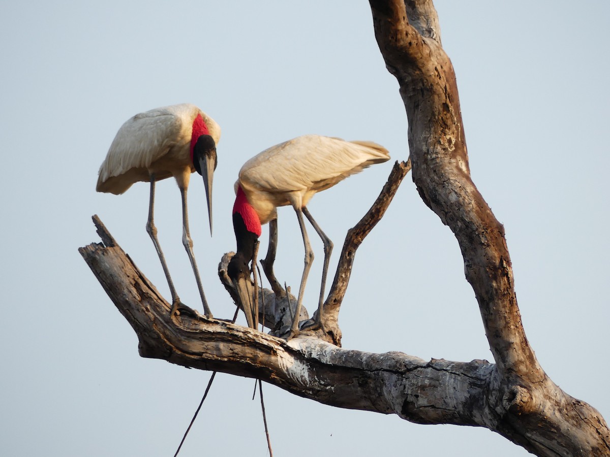 Jabiru - ML637366232