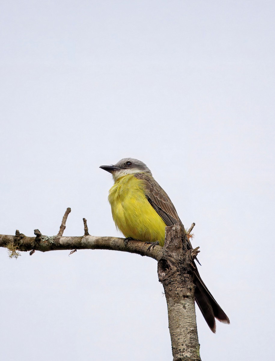 White-throated Kingbird - ML637366235