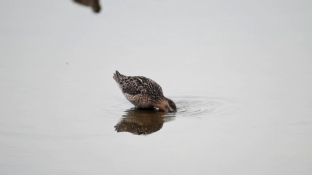 Short-billed Dowitcher - ML637366242