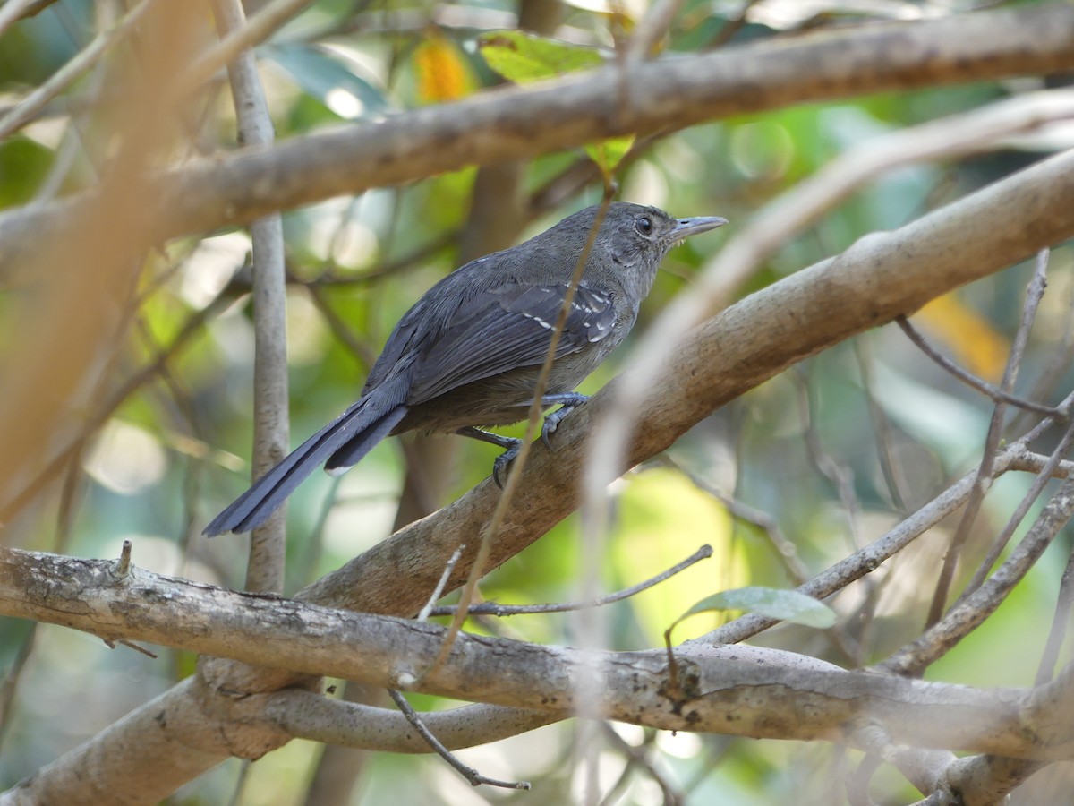Mato Grosso Antbird - ML637366249