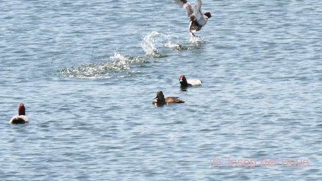 Common Pochard - ML637366263