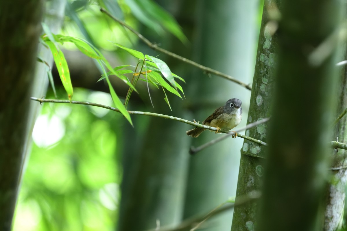Morrison's Fulvetta - ML637366269