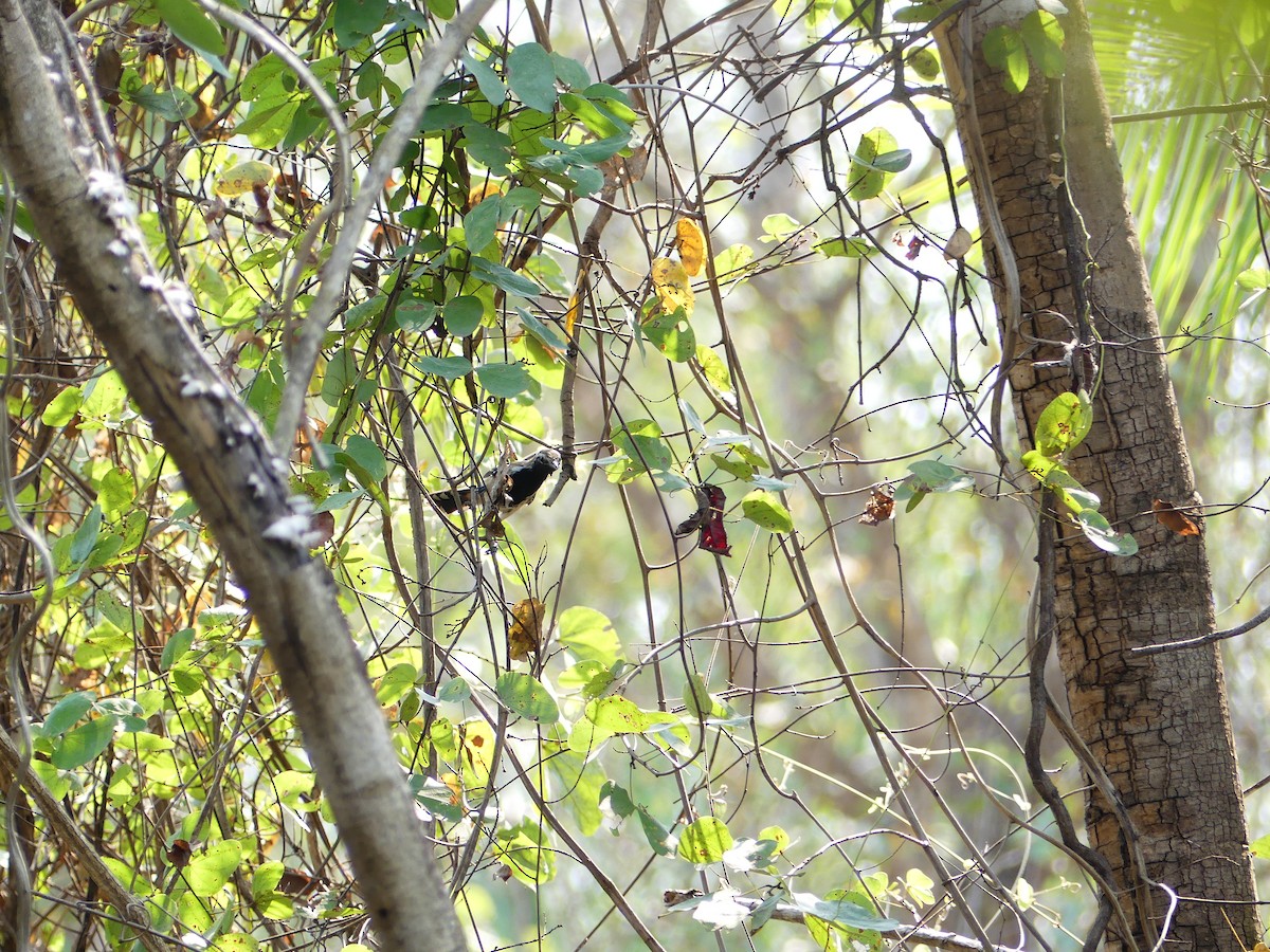 Rusty-backed Antwren - ML637366277
