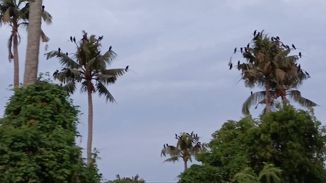 House Crow - ML637366297