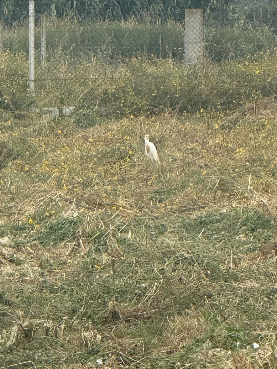Western Cattle-Egret - ML637366304
