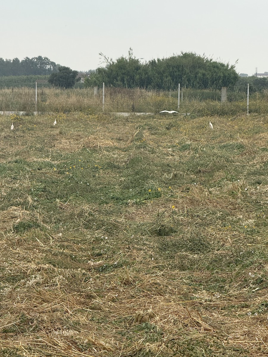 Western Cattle-Egret - ML637366305
