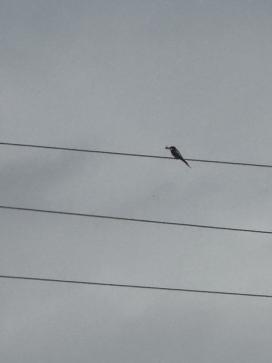 European Bee-eater - ML637366313