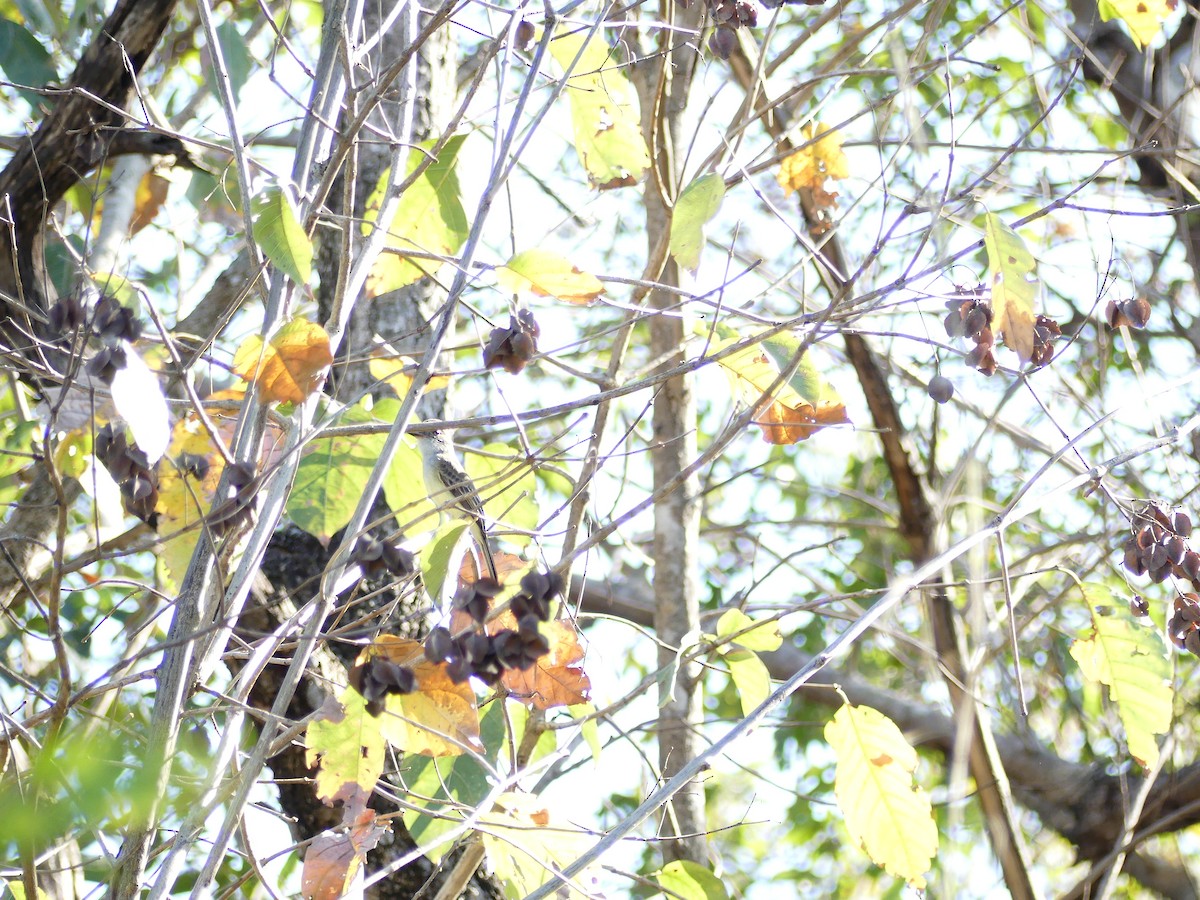 Swainson's Flycatcher - ML637366330