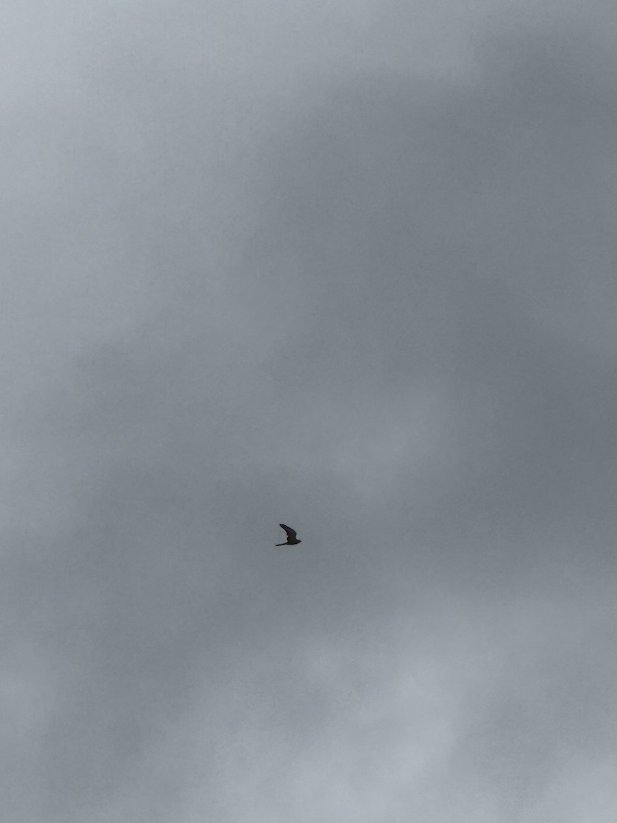 Eurasian Kestrel - ML637366336