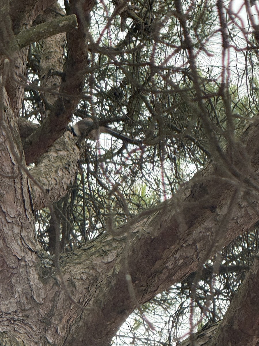 Iberian Magpie - ML637366341