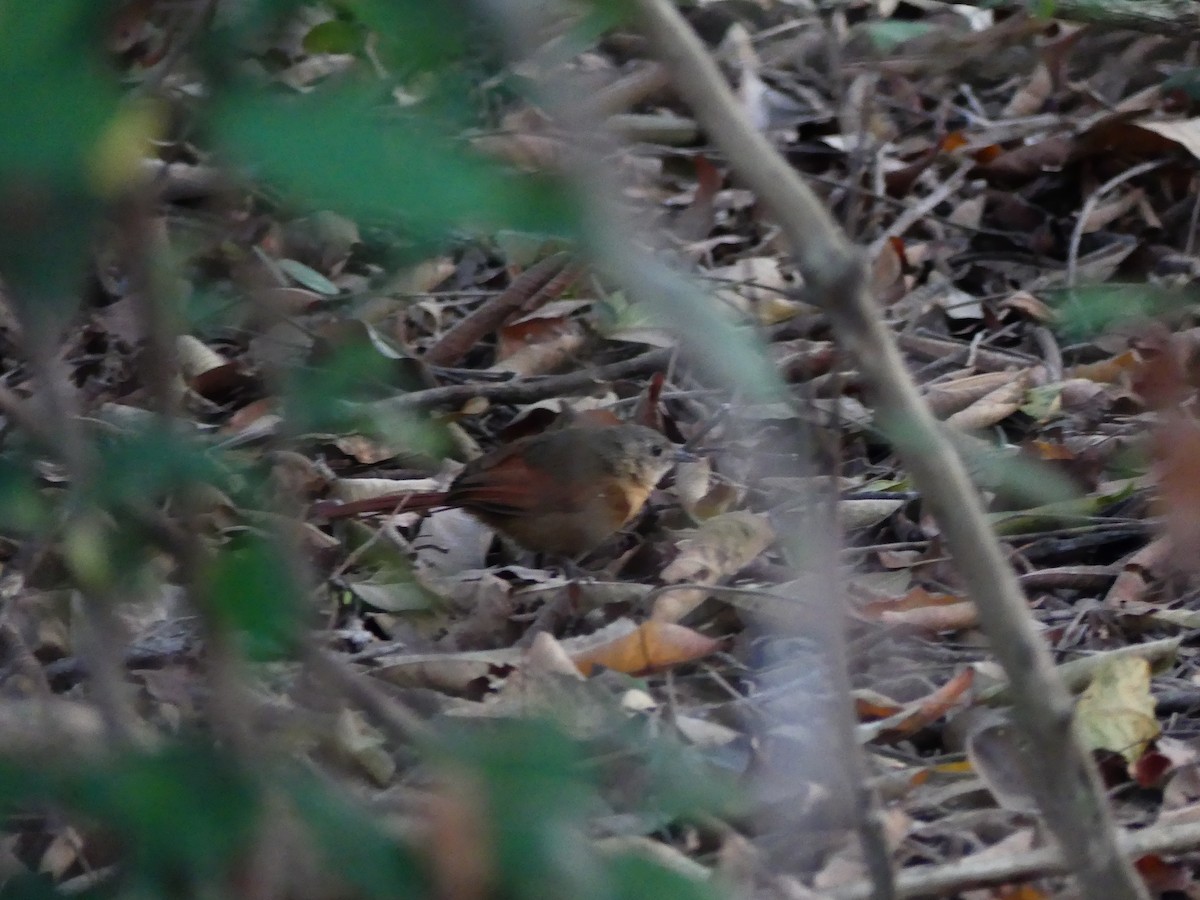 White-lored Spinetail - ML637366344