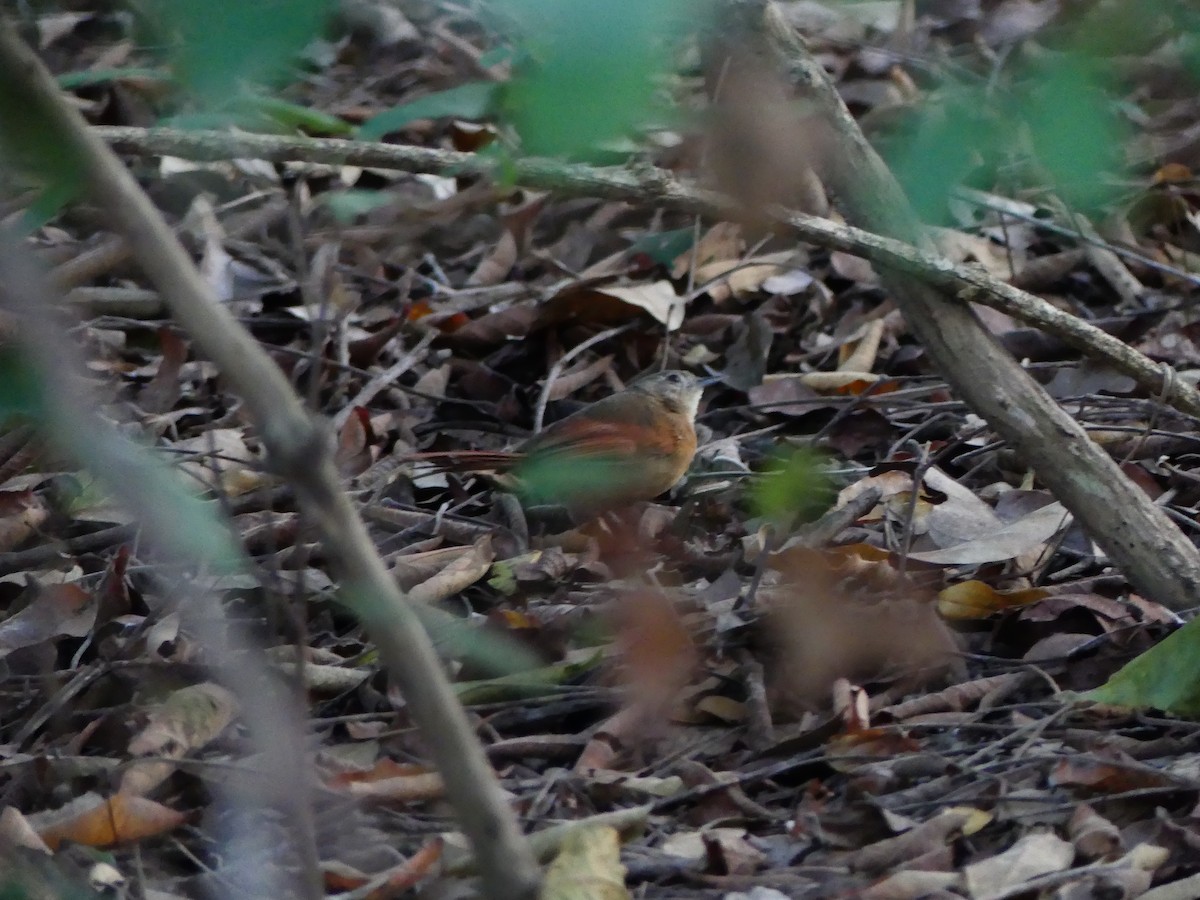 White-lored Spinetail - ML637366345