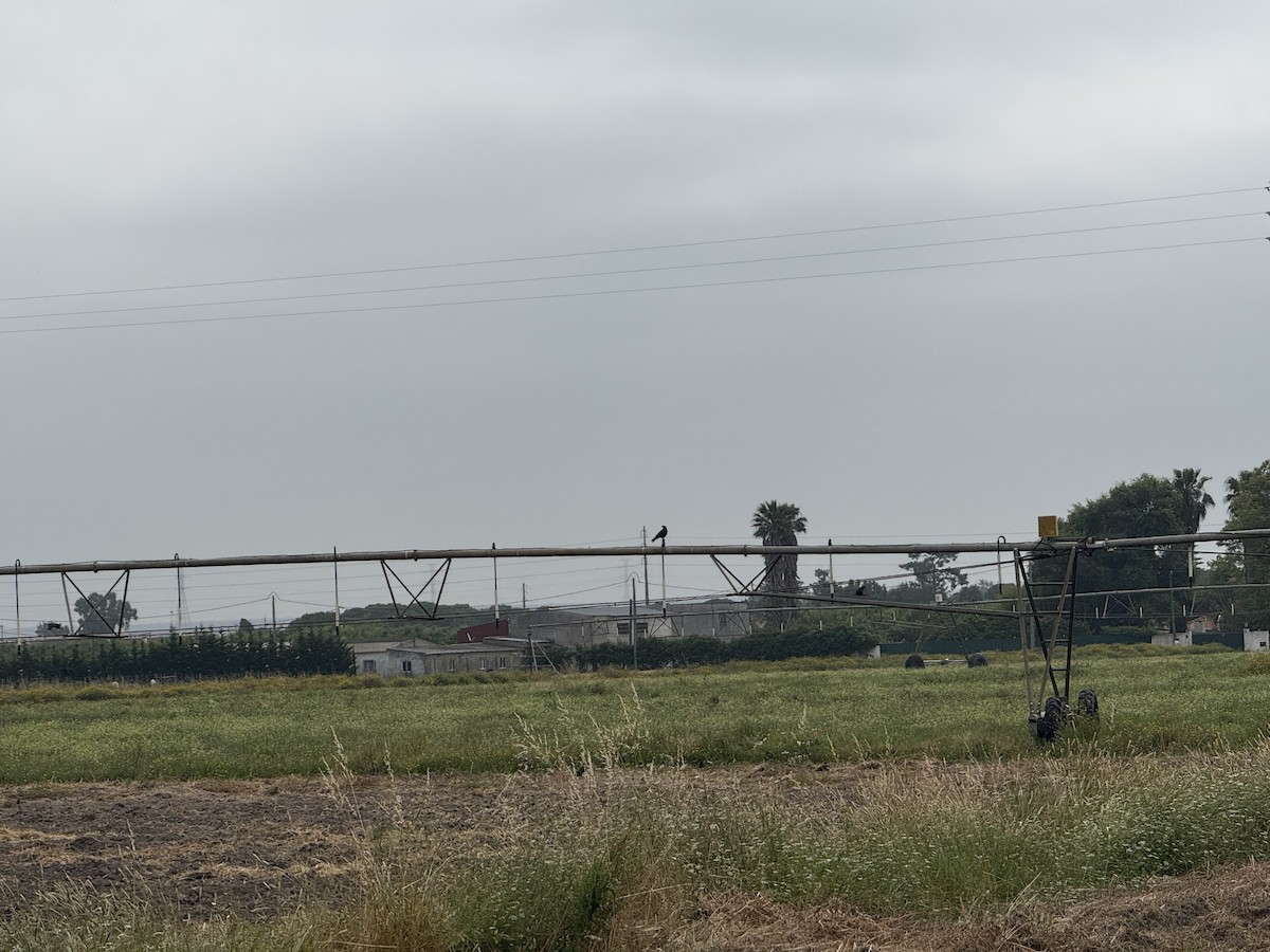 Carrion Crow - ML637366353