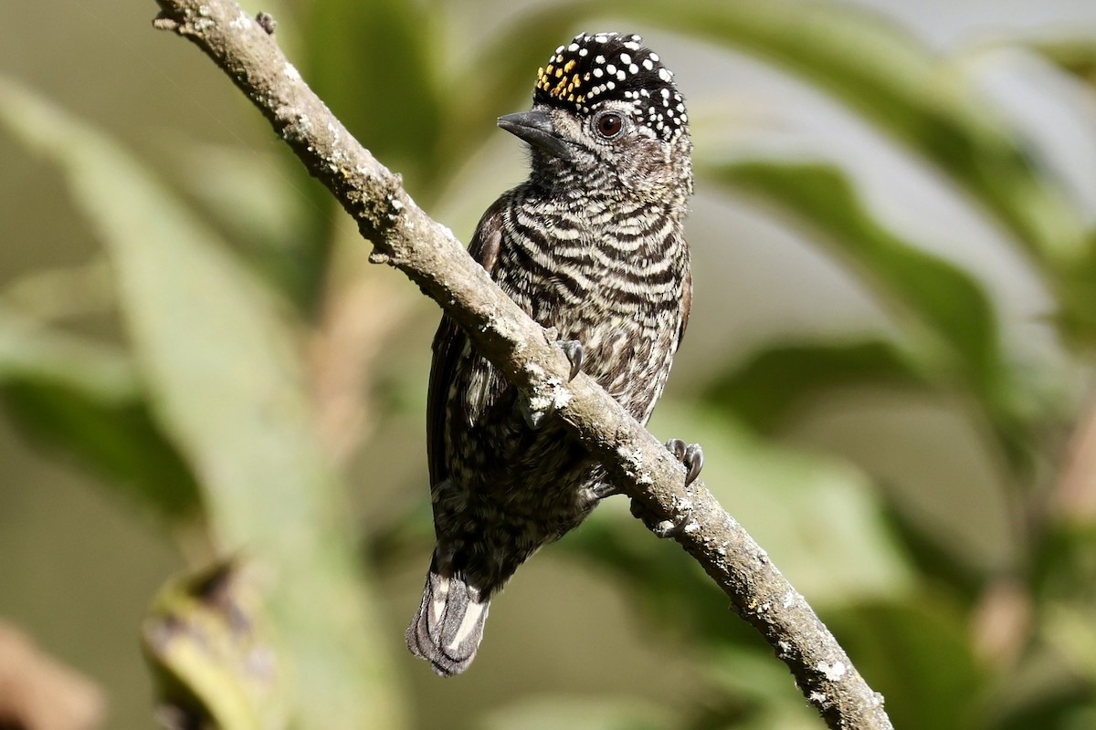 Ecuadorian Piculet - ML637366367