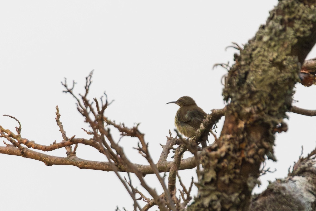 Copper Sunbird - ML637366370