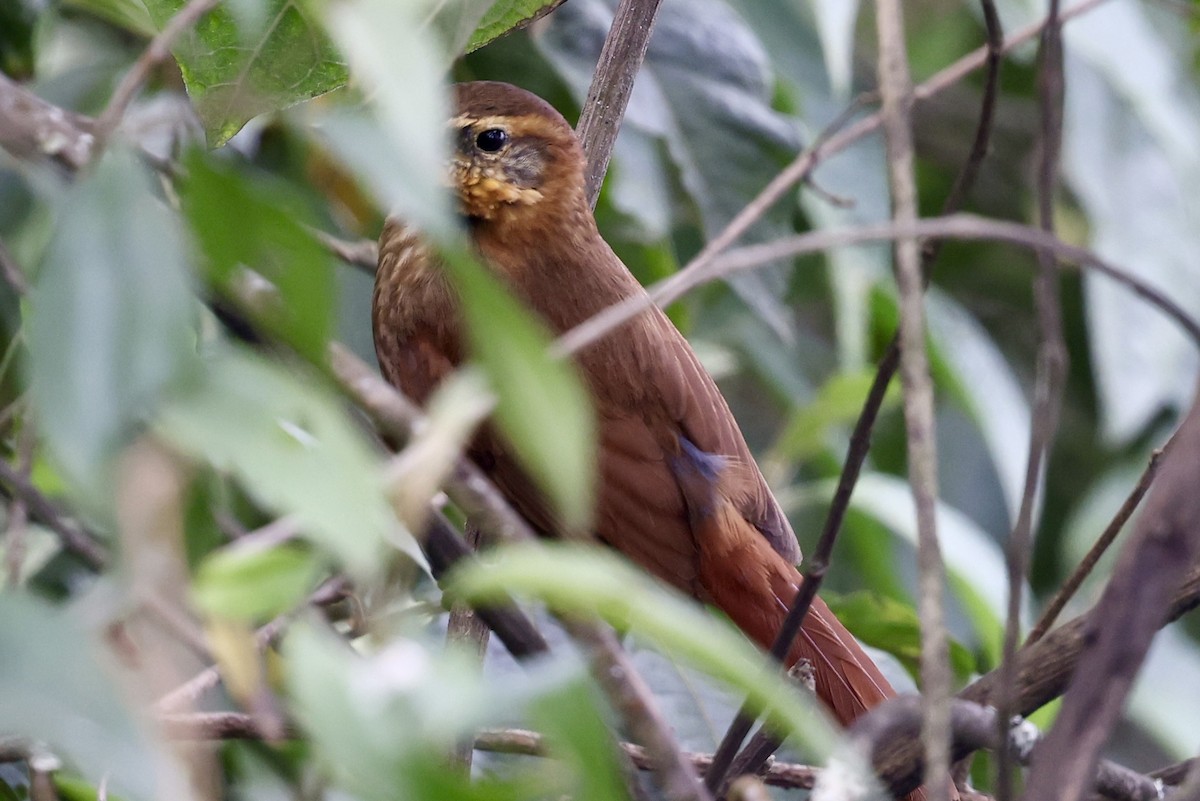 Rufous-necked Foliage-gleaner - ML637366374