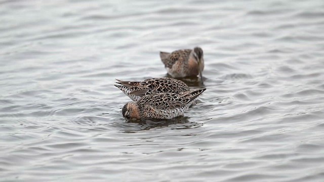 Short-billed Dowitcher - ML637366400