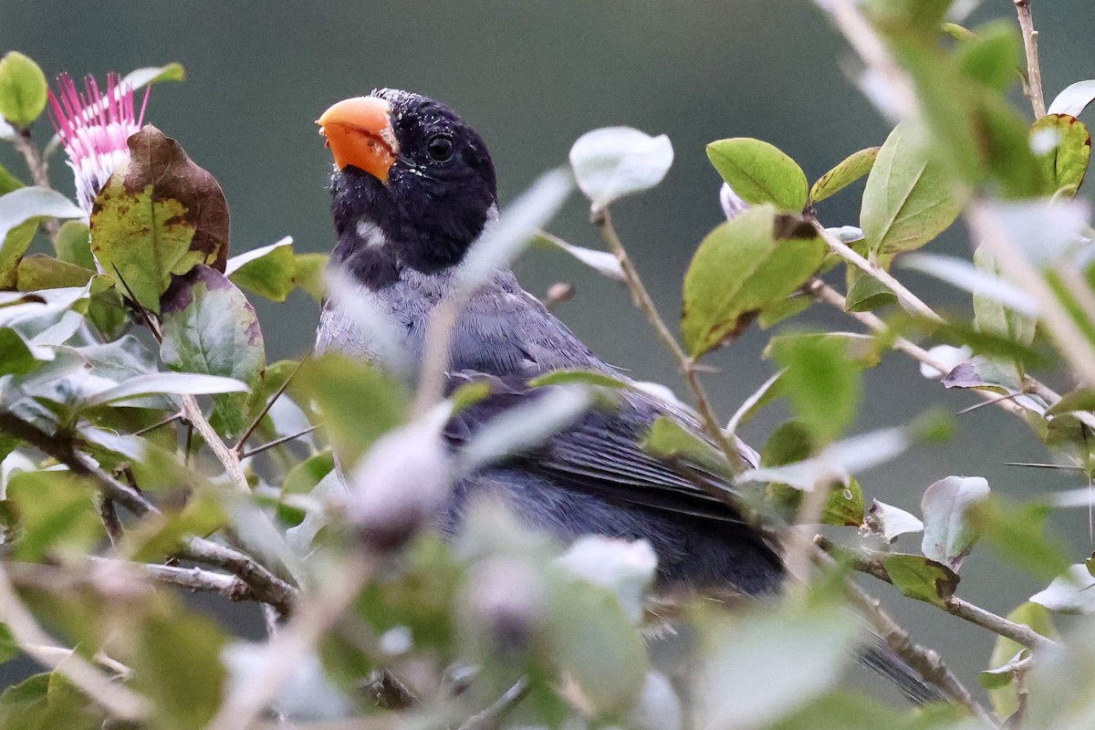 Black-cowled Saltator - ML637366429