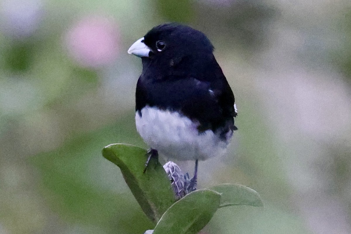 Black-and-white Seedeater - ML637366442
