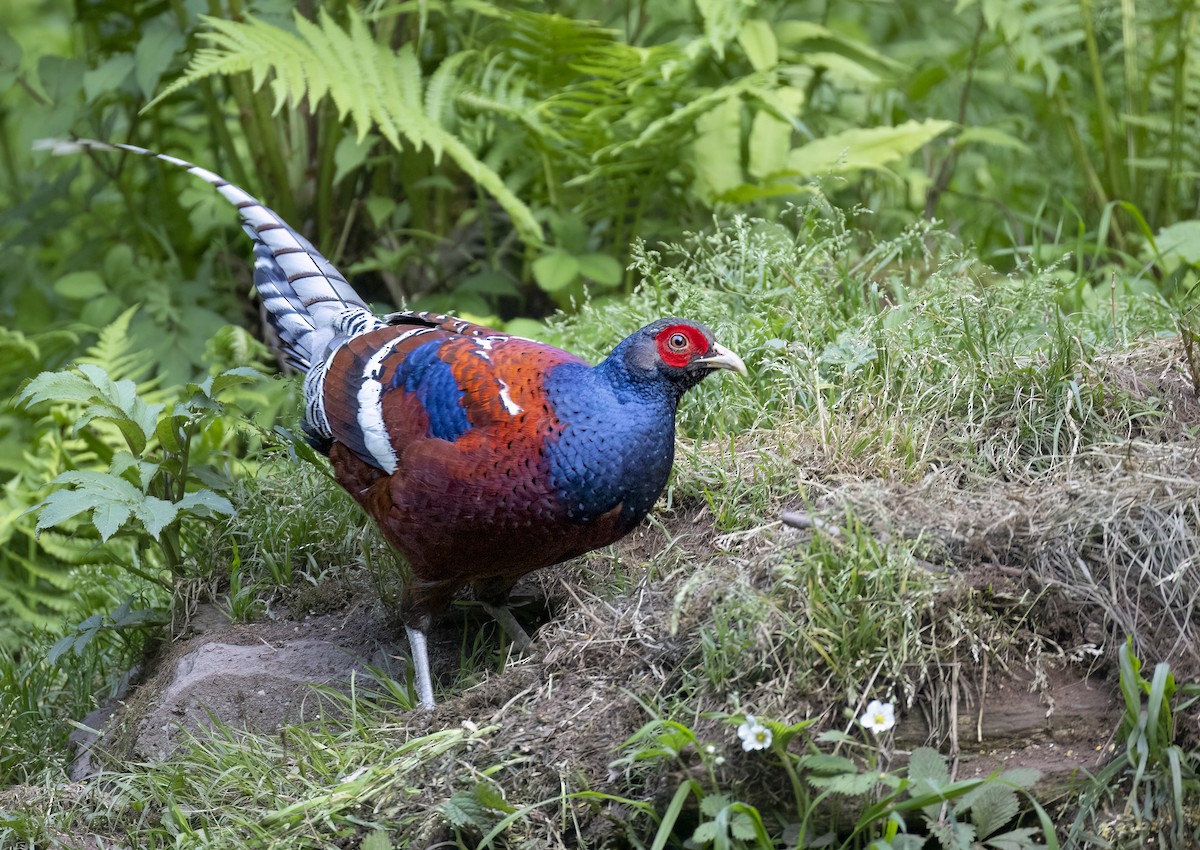Mrs. Hume's Pheasant - ML637366444