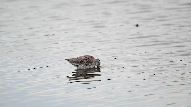 Short-billed Dowitcher - ML637366487