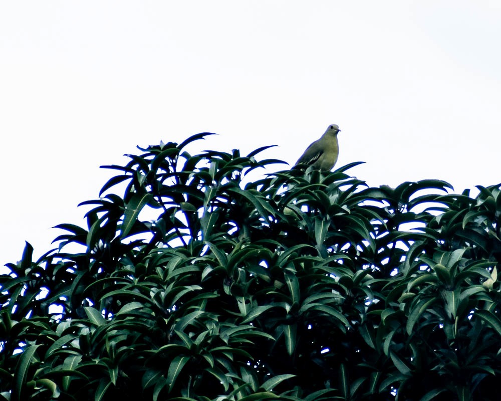 Pink-necked Green-Pigeon - ML637366493