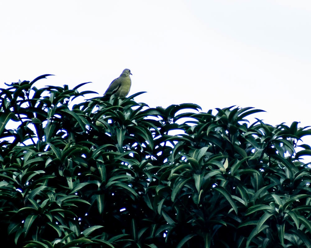 Pink-necked Green-Pigeon - ML637366494