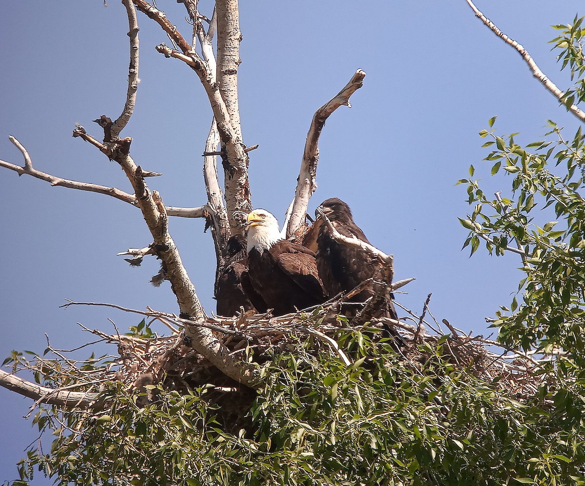 Bald Eagle - ML637366508