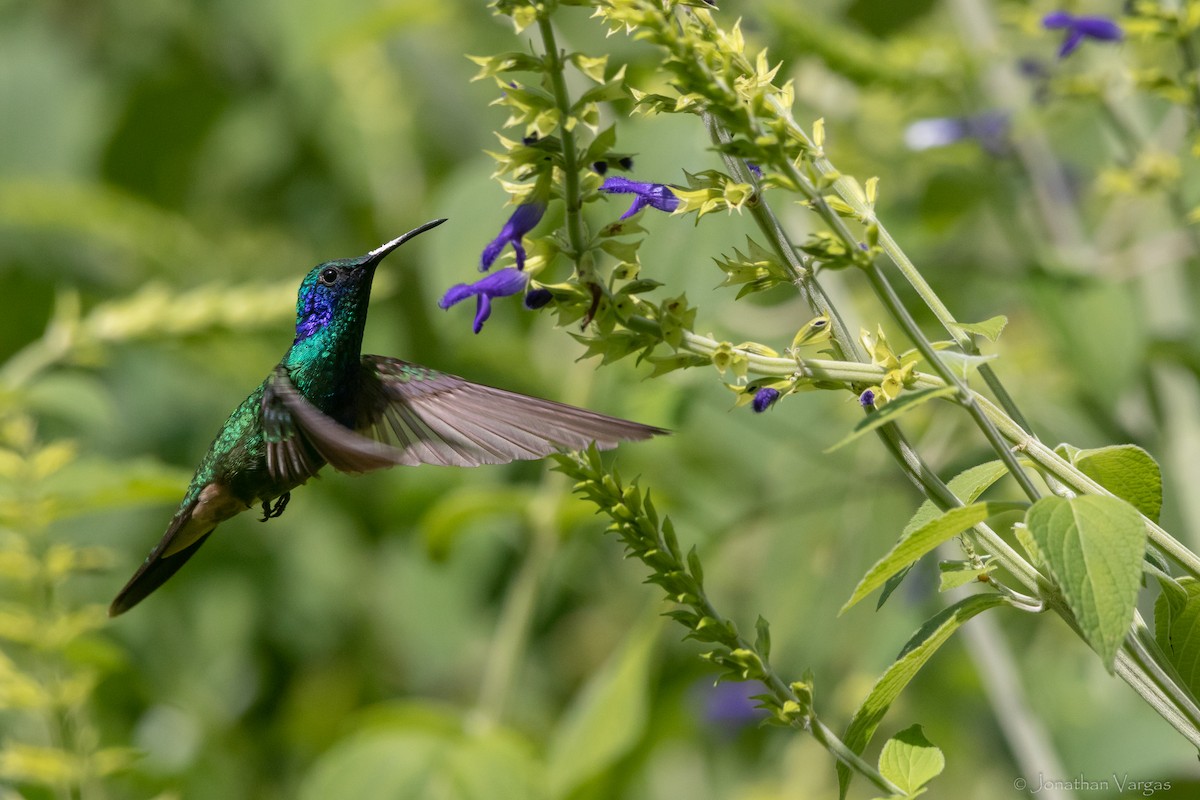 Mexican Violetear - ML637366564
