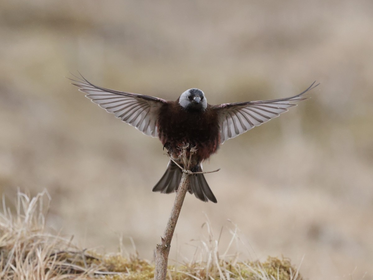Gray-crowned Rosy-Finch (Pribilof Is.) - ML637366642