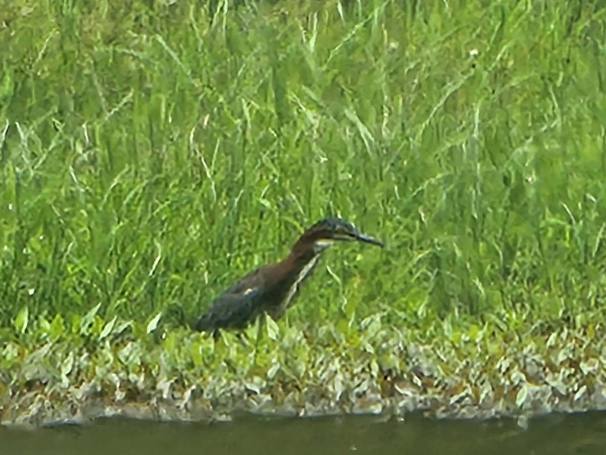 Green Heron - ML637366644