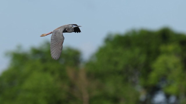 サンショクサギ - ML637366685