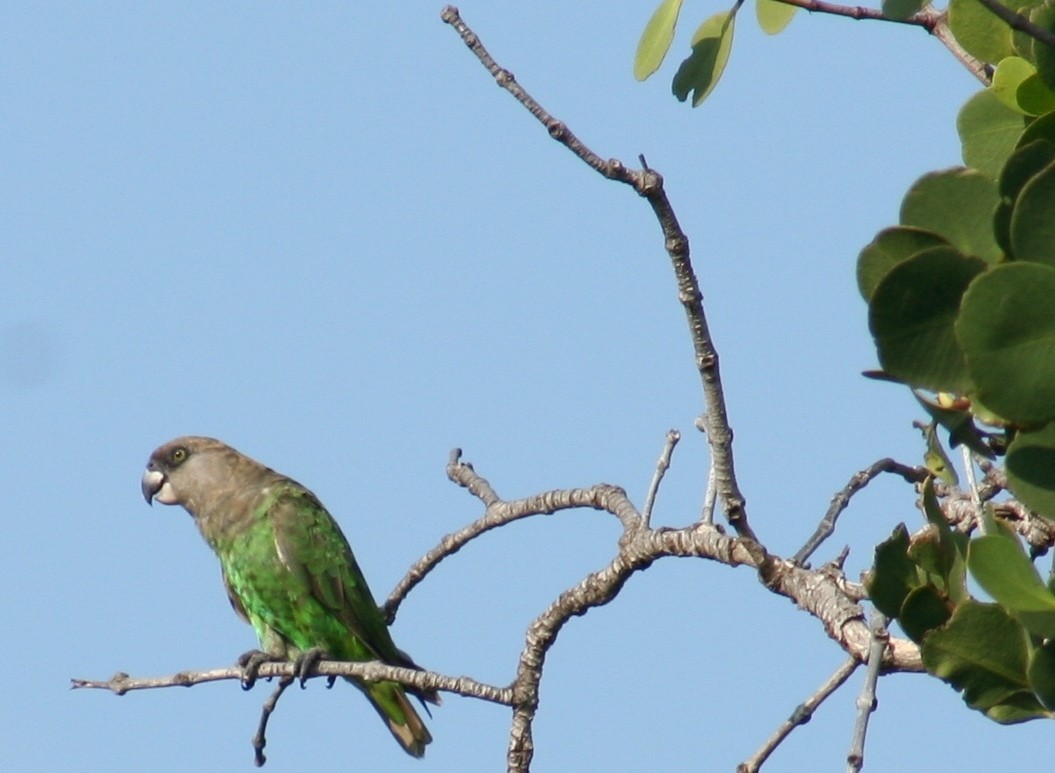Brown-headed Parrot - ML637366687