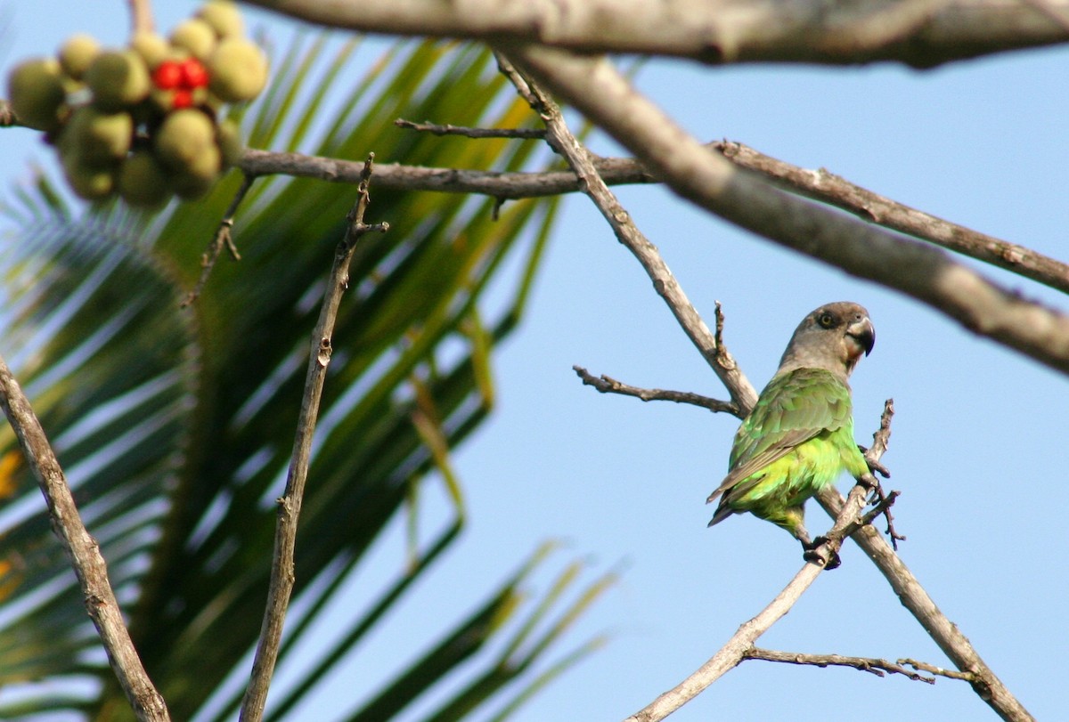 Brown-headed Parrot - ML637366688