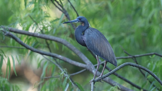 サンショクサギ - ML637366689